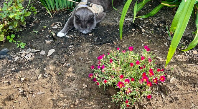 So much prey, so little leash….