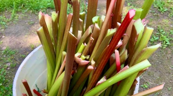 Of food and turtles…