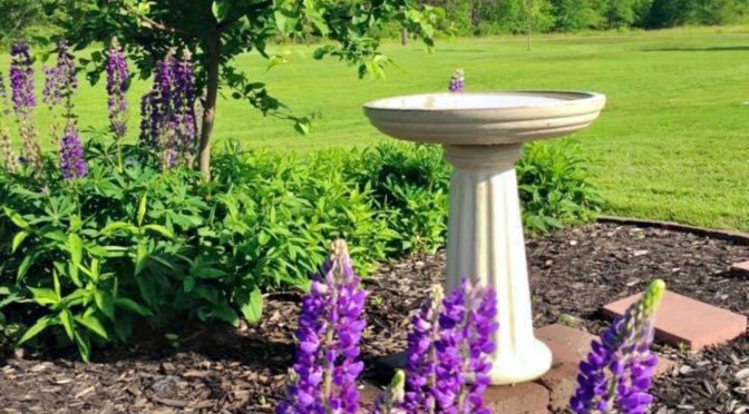 I used to have a garden.