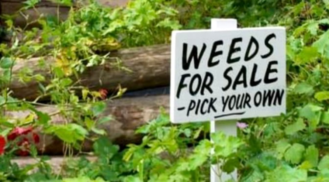 The wrong kind of weed.