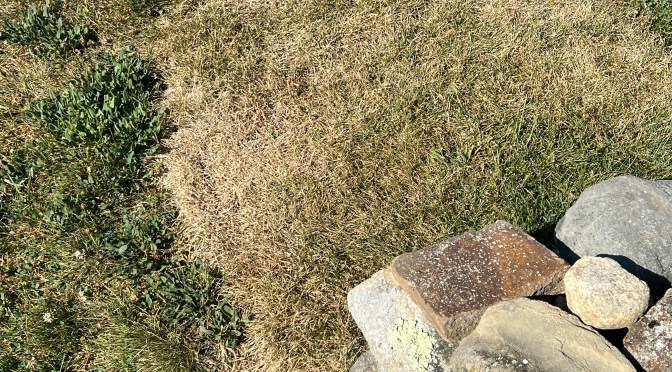 Dry as the proverbial bone.