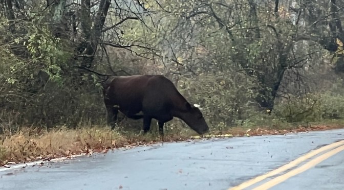 An udderly strange traffic hazard.