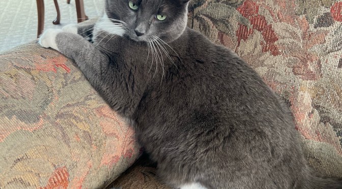 So many toys, so little energy.