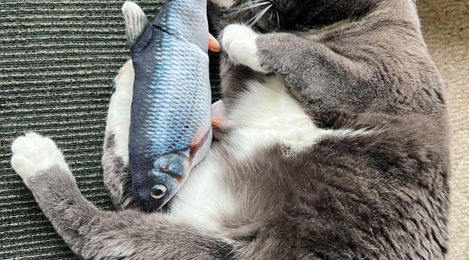Buy your cat a fish.