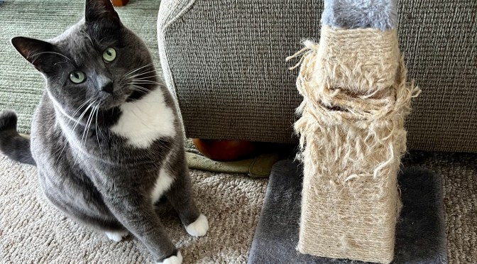 You scratch my back, I scratch the furniture.