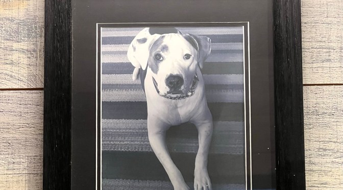 Their beers don’t bite.