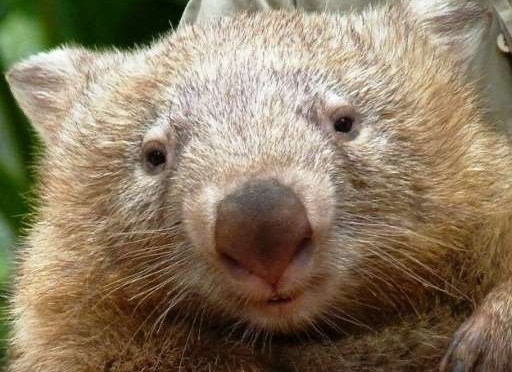 The wonderful world of wombats.