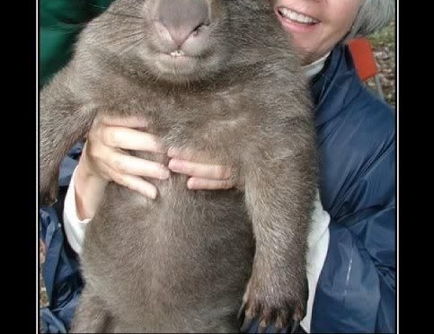 The wonderful world of wombats.