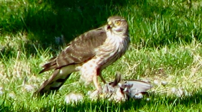 Everyone has to eat.