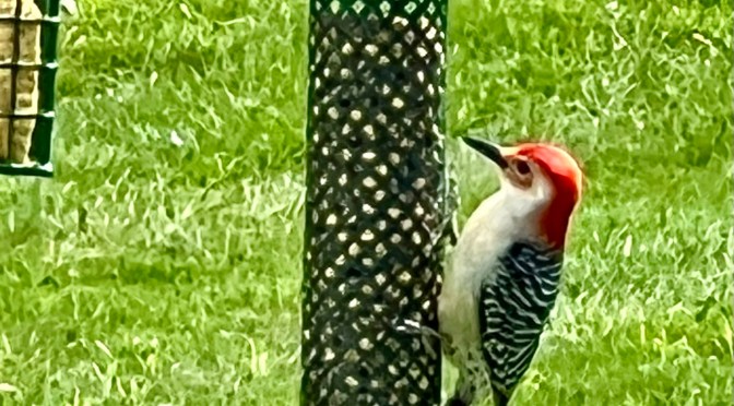 Random backyard nature and some soup.