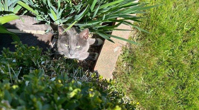 His Lordship is a bit of a weirdo.