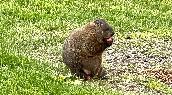 Momma – 1. Junior – 0… and hungry.