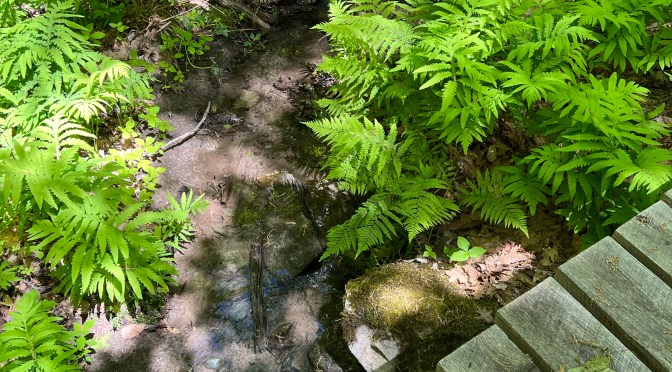 Viles Arboretum… part three.