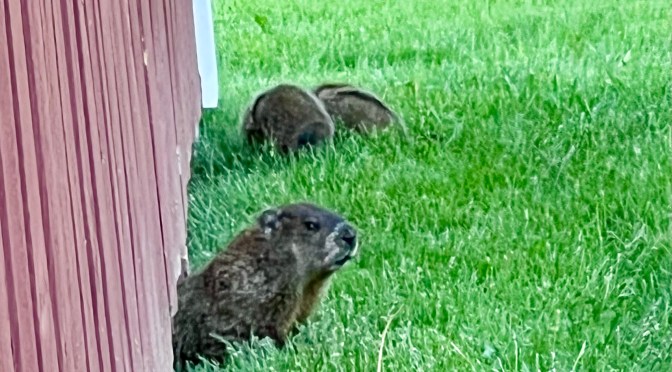 First baby chuck sighting.
