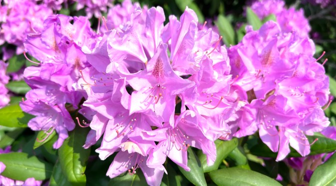 Riotous Rhodie