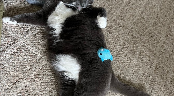 Around the house fluff.