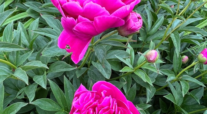 Not quite red, white and blue.