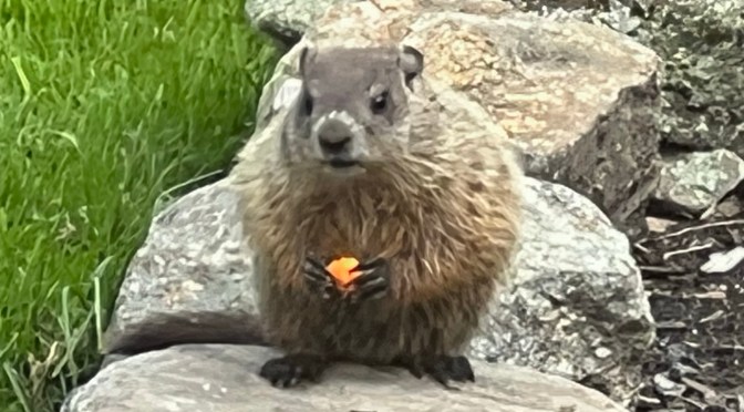 A nibbler and a very chill fox.