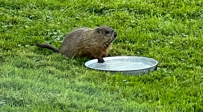 Because chucks get thirsty too…