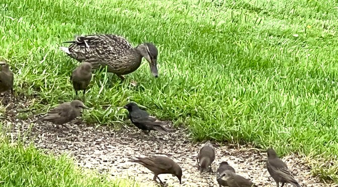 One of these things is not like the other….