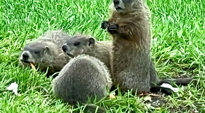 Drinking, with woodchucks.