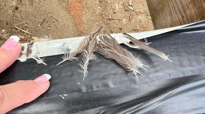 A veritable sparrow torture chamber.