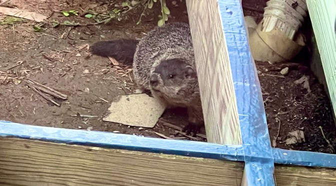 Not so hidden anymore.