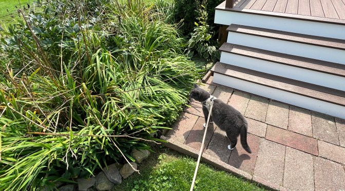 It’s Dudley’s fault.