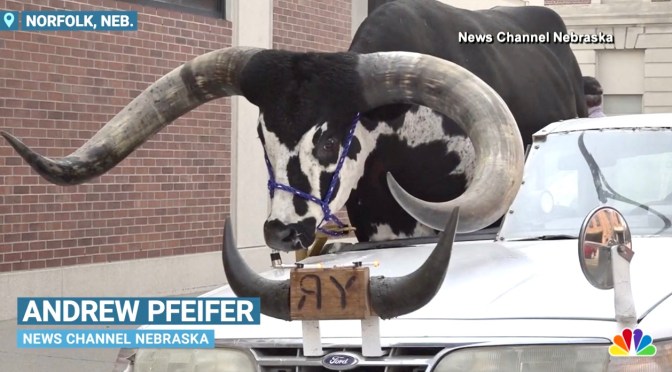 Things you don’t see in Maine.