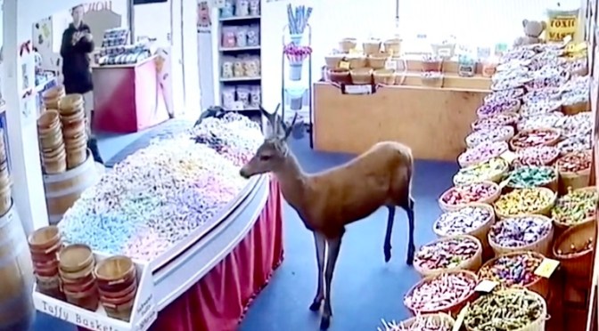 I see nothing unbelievable about this.