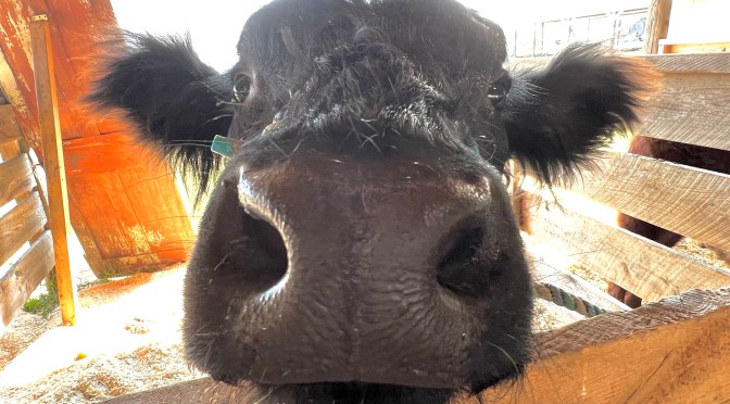 Let’s go to the fair… cows! and horses and pigs.