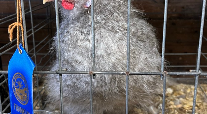 Let’s go the fair… a fowl finale.