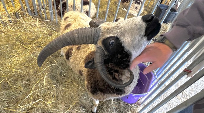 The Fryeburg Fair, part eight…. baaa-d weather et al.