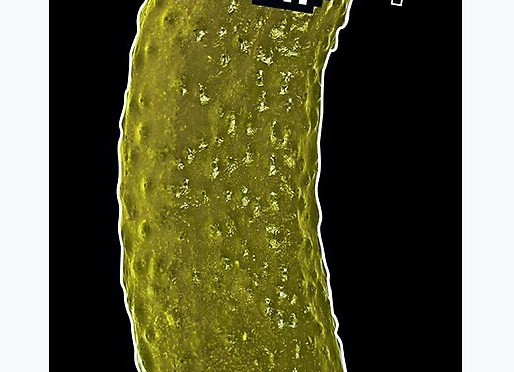 I really wanted it to be true…