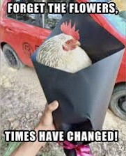 Best. Chicken. Coop. Ever!