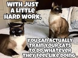 A few chuckles for cat lovers.