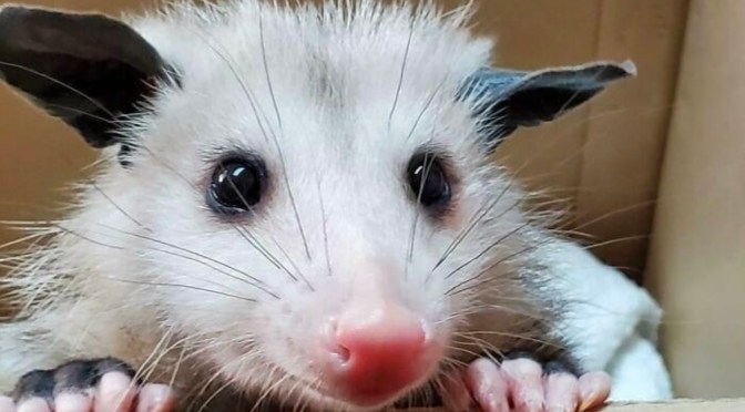 And now I totally want an opossum.
