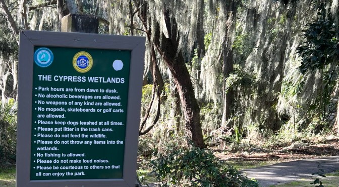 The cypress wetlands.