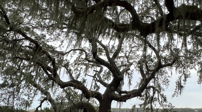 Botany Bay Plantation Heritage Preserve… are you ready for some trees?