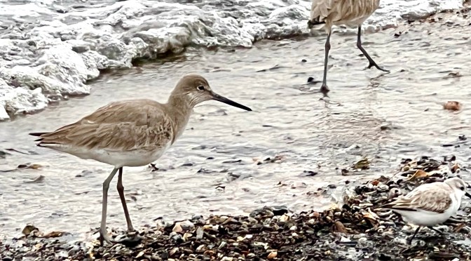 Pre storm morning beach walk…