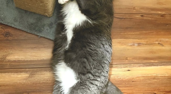 Of foggy morning and cats.