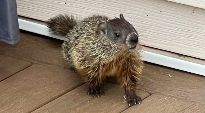 More woodchuck deck antics.