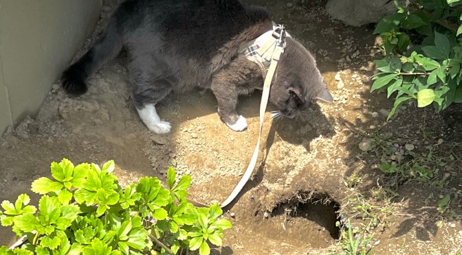 Interspecies communication takes patience.