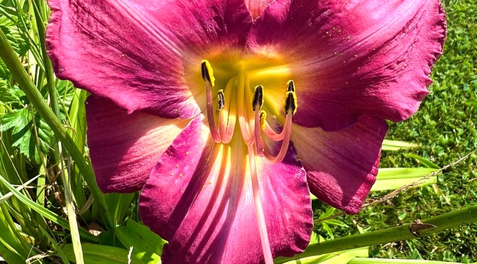 Blooming things and a close squirrel call.