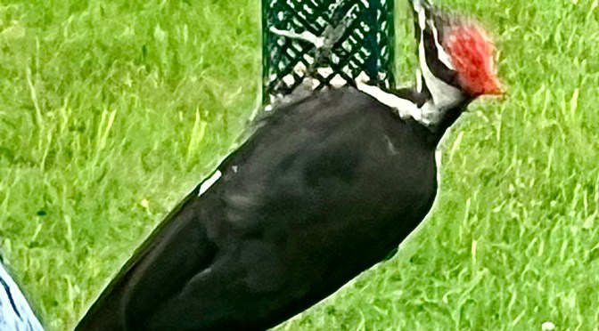 A banner day for large peckers….