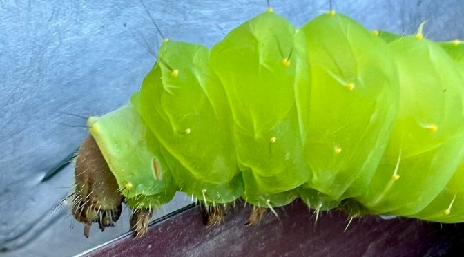 Poly – who – mus?