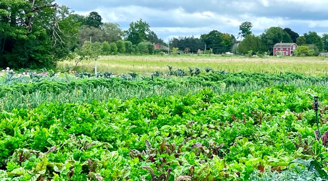 Day 7… a farm tour and a tearful goodbye.