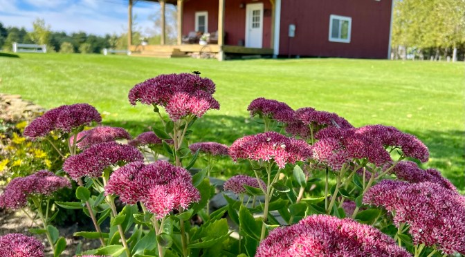 Birds, flowers and our dying view…