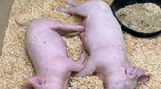 Llamas and chickens and pigs, oh my.