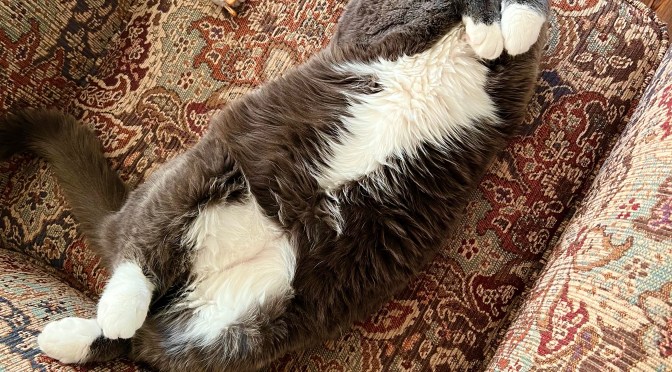 Lazy cats and lovable octopi.